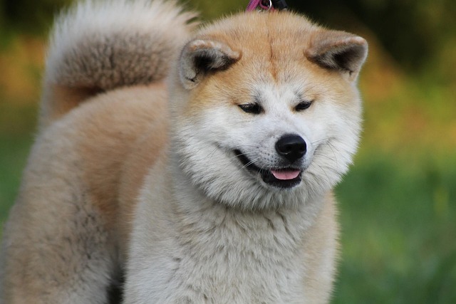 Jak vychovávat štěně akita inu
